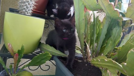 Kater suchen ein Zuhause