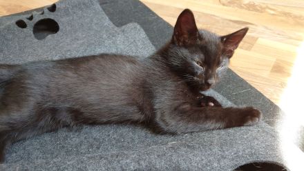 Kater suchen ein Zuhause