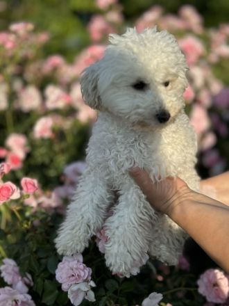 Pudel Toy Welpe Zwerg