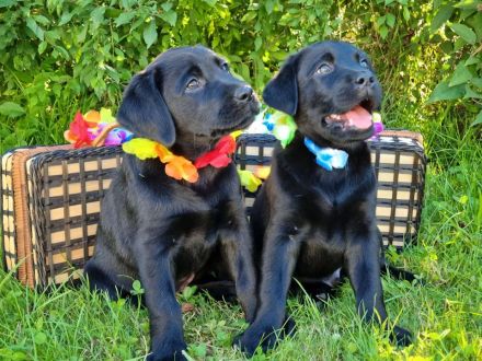 Entzückende Labradorwelpen