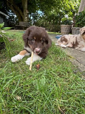 Australian Shepherd Welpen