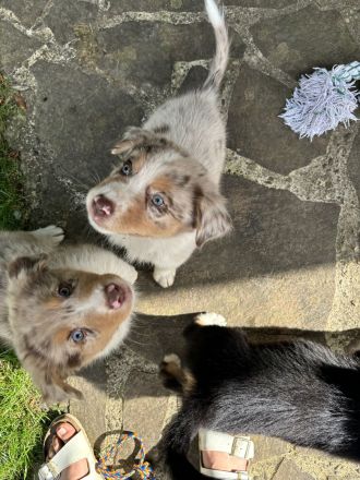 Australian Shepherd Welpen