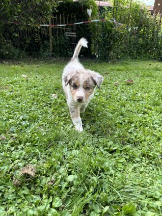 Australian Shepherd Welpen