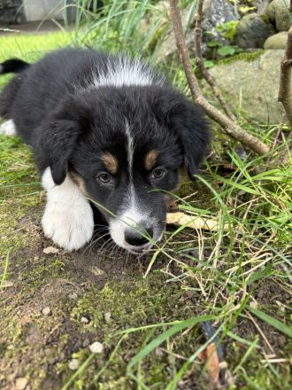 Australian Shepherd Welpen