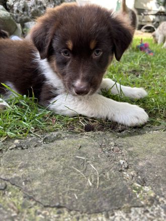 Australian Shepherd Welpen