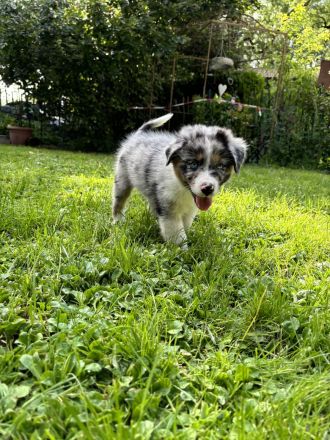 Australian Shepherd Welpen