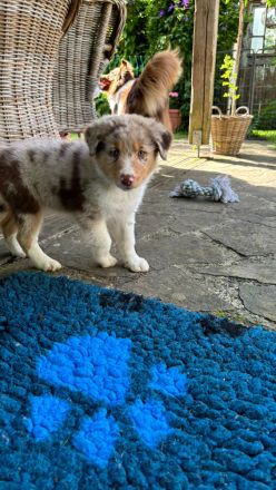 Australian Shepherd Welpen