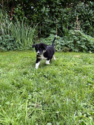 Australian Shepherd Welpen