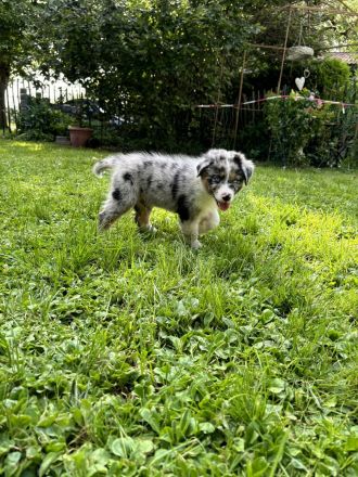 Australian Shepherd Welpen