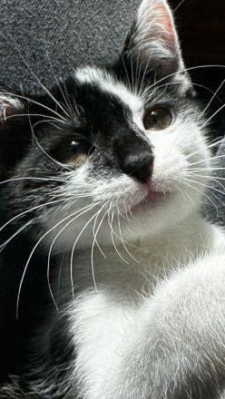 Luna, die Katze, ist 3 Monate alt