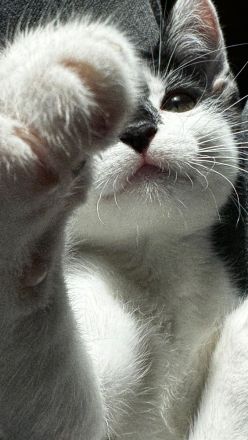 Luna, die Katze, ist 3 Monate alt