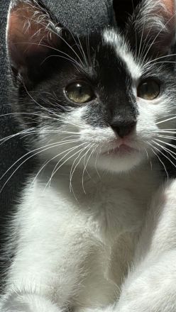 Luna, die Katze, ist 3 Monate alt