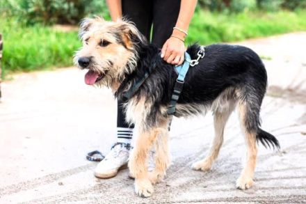 Orion greift nach den Sternen