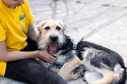 Orion greift nach den Sternen