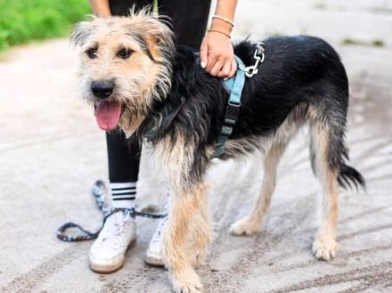 Orion greift nach den Sternen