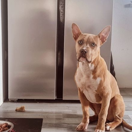 American staffordshire terrier