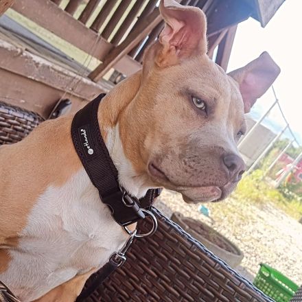 American staffordshire terrier