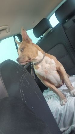 American staffordshire terrier