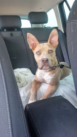 American staffordshire terrier