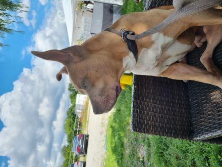 American staffordshire terrier