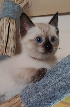 Siam kitten