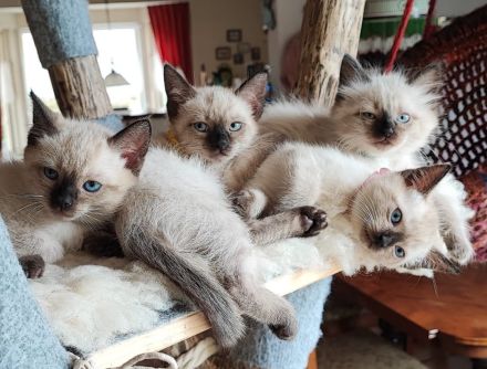 Siam kitten