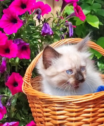 Siam kitten