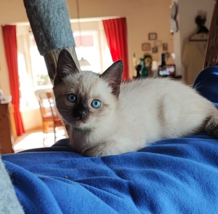 Siam kitten