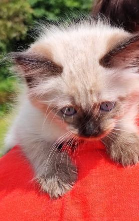 Siam kitten