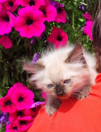 Siam kitten