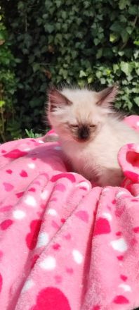 Siam kitten