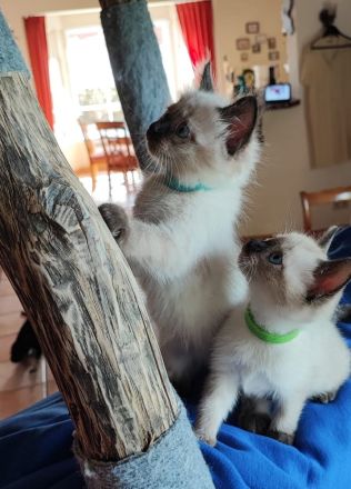 Siam kitten