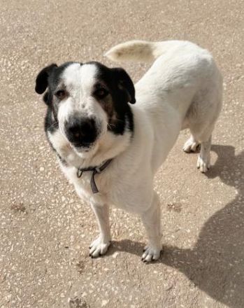 Die hübsche Griechin Soraya