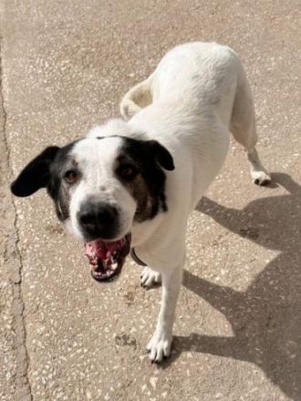 Die hübsche Griechin Soraya