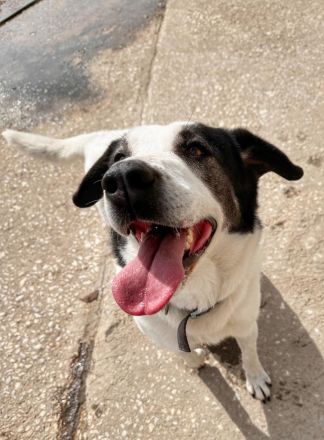 Die hübsche Griechin Soraya