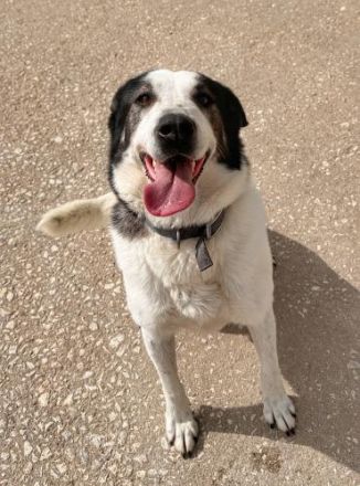 Die hübsche Griechin Soraya