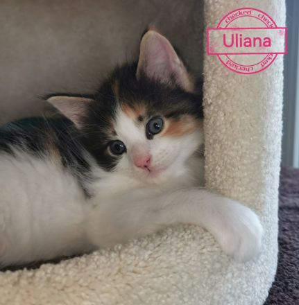 Zauberhaftes, reinrassiges XL MAINE COON KITTEN ⭐️ weiblich ⭐️