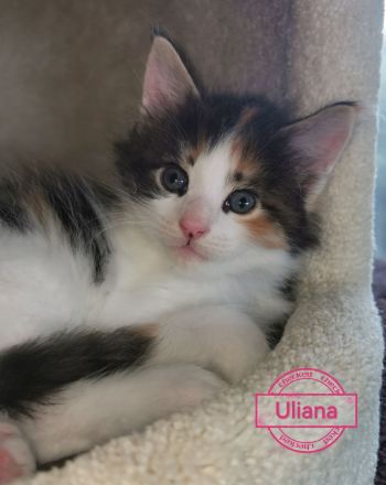 Zauberhaftes, reinrassiges XL MAINE COON KITTEN ⭐️ weiblich ⭐️