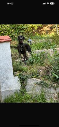Deutsche Dogge sucht Endplatz