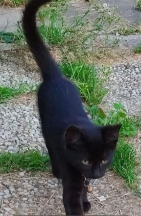 Kater (5 Monate alt) sucht ein neues Zuhause