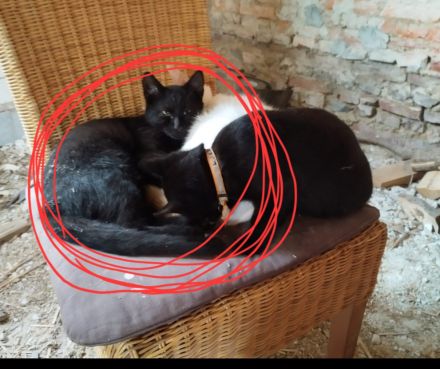Kater (5 Monate alt) sucht ein neues Zuhause