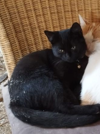 Kater (5 Monate alt) sucht ein neues Zuhause