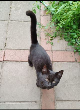 Kater (5 Monate alt) sucht ein neues Zuhause