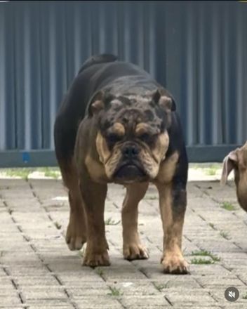 Kennel of the Witch Grail