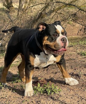 Kennel of the Witch Grail