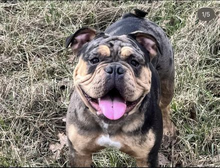 Kennel of the Witch Grail