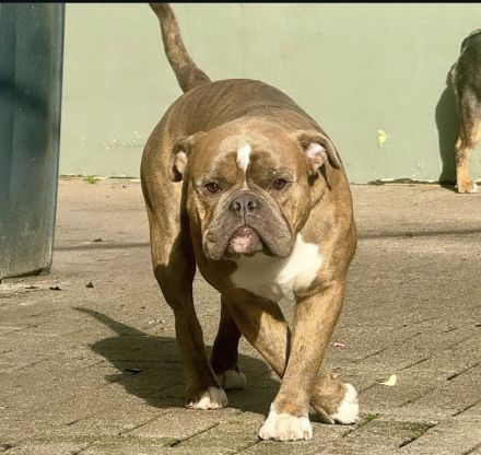 Wurfankündigung old english Bulldog Welpen August 2024 mit Papieren