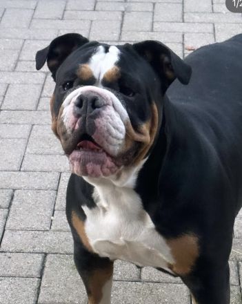 Wurfankündigung old english Bulldog Welpen August 2024 mit Papieren
