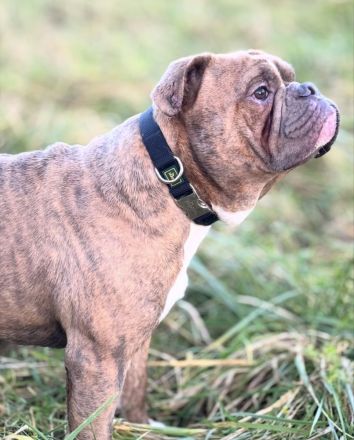 Wurfankündigung old english Bulldog Welpen August 2024 mit Papieren