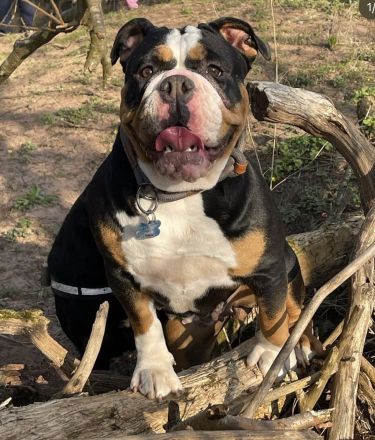 Wurfankündigung old english Bulldog Welpen August 2024 mit Papieren